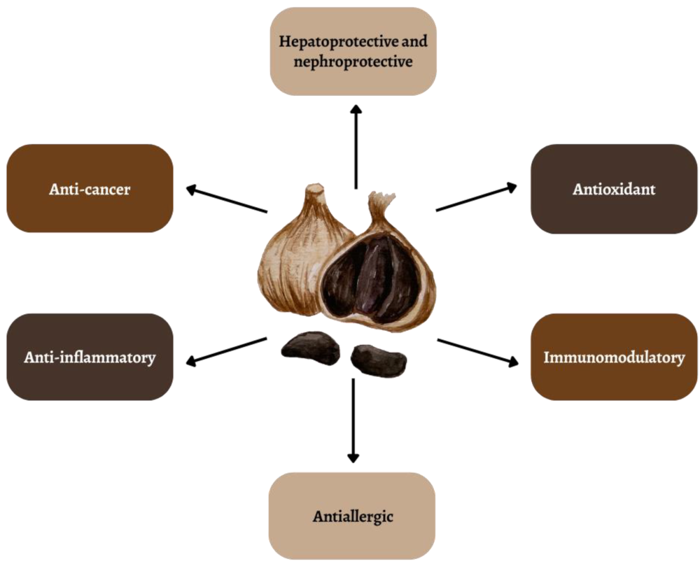 Aged Garlic vs. Raw Garlic: Antioxidant and Anti-Inflammatory Profiles